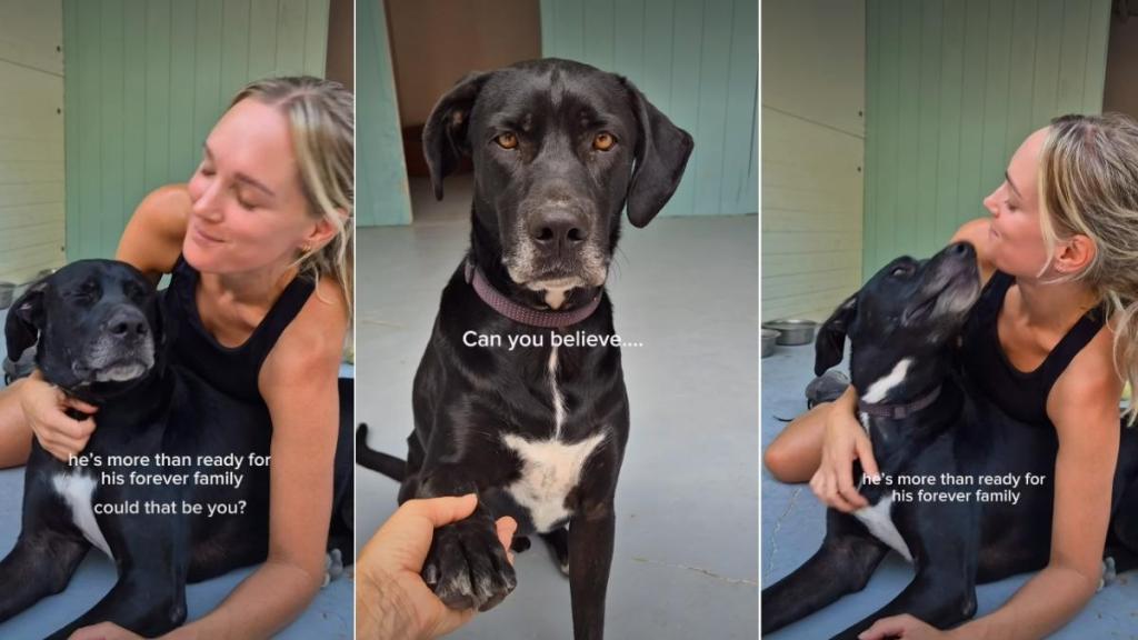 Rescue Dog Who Has Spent Over 1K Days in Shelter Hasn’t Given up on Love