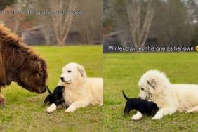 Once Dumped Foster Puppies Are Now Welcomed by Farm Animals