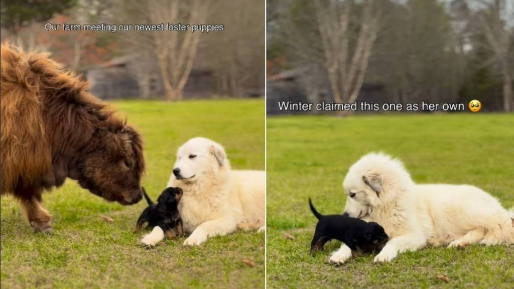 Once Dumped Foster Puppies Are Now Welcomed by Farm Animals