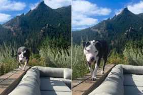 Rescue Dog Once Knew Only the View From a Crate, Now Sees & Admires the World