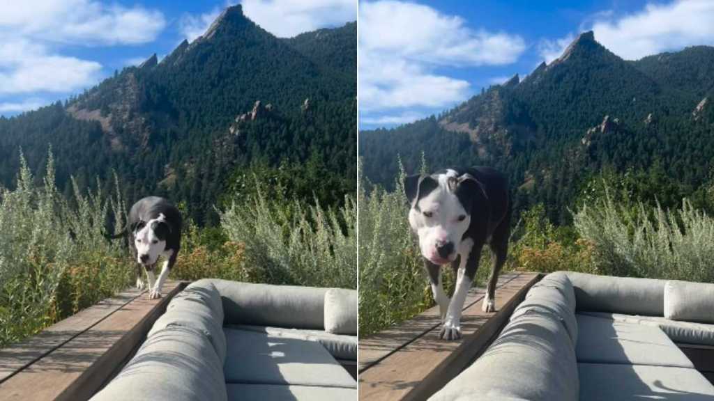 Rescue Dog Once Knew Only the View From a Crate, Now Sees & Admires the World