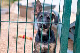 Over 60 Dogs Living in ‘Extreme Neglect’ Rescued From Pennsylvania Home
