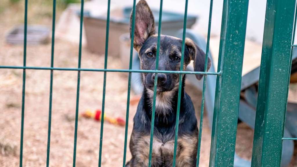 Over 60 Dogs Living in ‘Extreme Neglect’ Rescued From Pennsylvania Home