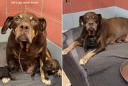 Mama Shelter Dog Found Dumped With Her Babies in a Park Looks Up, Pleading for Rescue