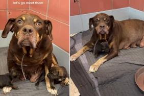 Mama Shelter Dog Found Dumped With Her Babies in a Park Looks Up, Pleading for Rescue