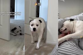 Rescue Dog Finds the Courage To Overcome a Major Challenge