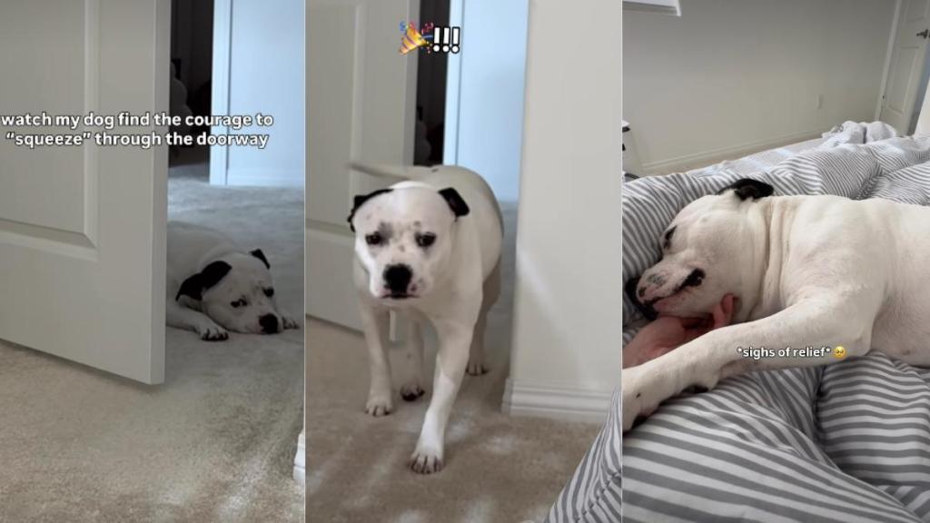 Rescue Dog Finds the Courage To Overcome a Major Challenge