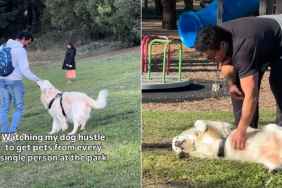 Golden Retriever Won’t Leave Anyone at the Park Without Getting Pets
