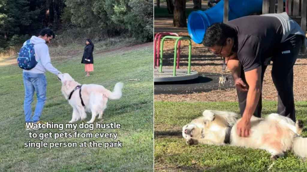 Golden Retriever Won’t Leave Anyone at the Park Without Getting Pets