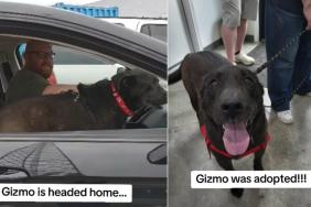 Shelter Dog Loses Puppy Years Waiting for a Family, Finally Gets One 7 Years Later