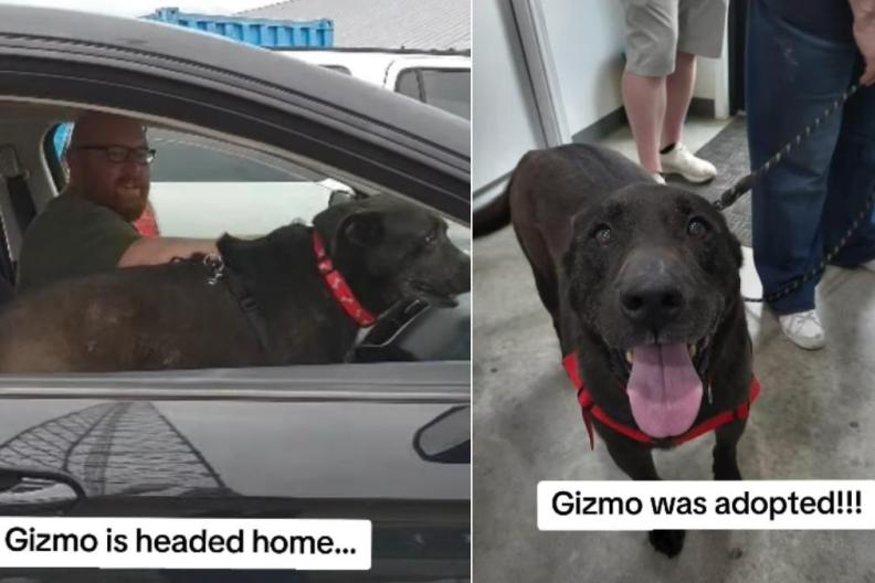 Shelter Dog Loses Puppy Years Waiting for a Family, Finally Gets One 7 Years Later