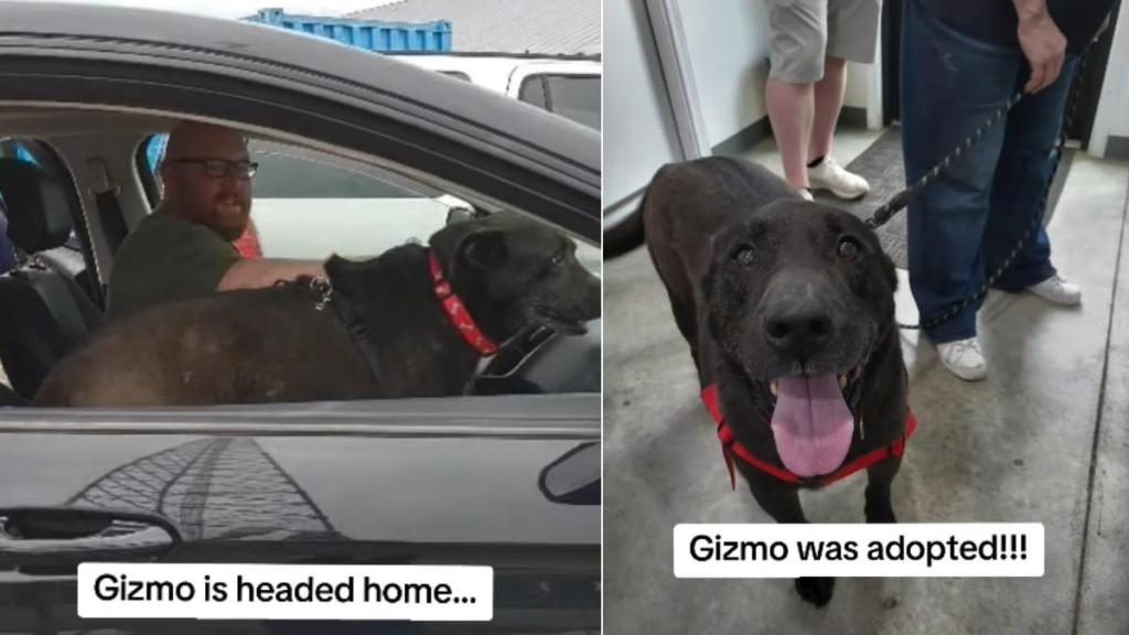 Shelter Dog Loses Puppy Years Waiting for a Family, Finally Gets One 7 Years Later