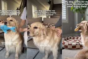Dog Waits for Mom To Burp Her Like a Baby After Meals