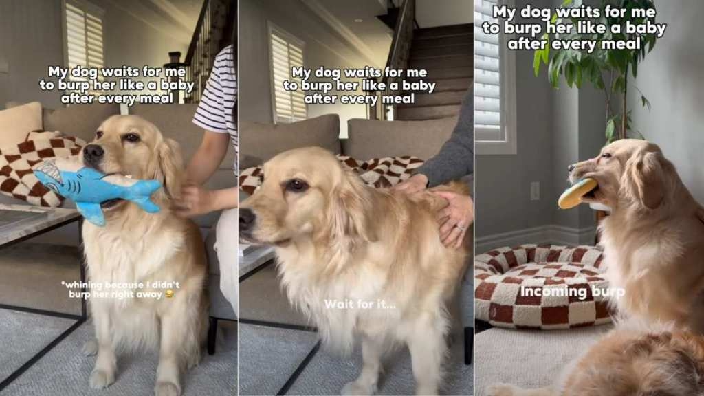 Dog Waits for Mom To Burp Her Like a Baby After Meals