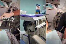 Worrying About Mom, Dog Does the Unexpected at a Dentist Appointment