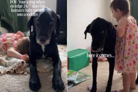 Dog Cannot Catch a Break Since His Baby Sibling Became a Toddler