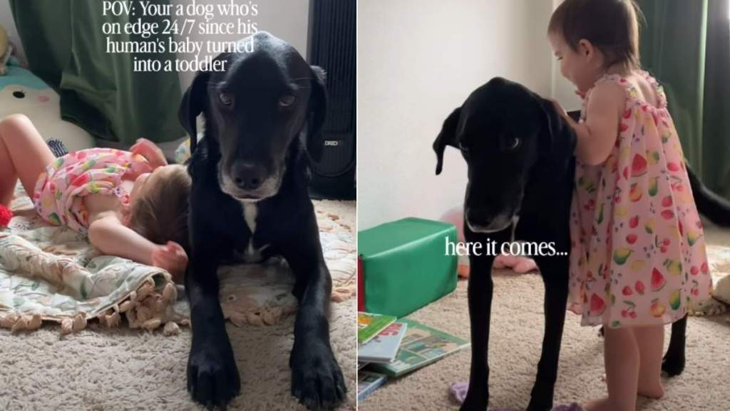 Dog Cannot Catch a Break Since His Baby Sibling Became a Toddler