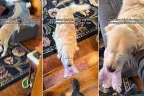 Senior Rescue Golden Retriever Could Barely Stand Once, but Look at Him Today