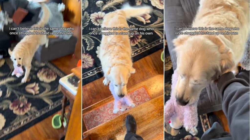 Senior Rescue Golden Retriever Could Barely Stand Once, but Look at Him Today