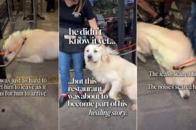 Foster Dog’s Healing Journey Becomes a Reality, All Thanks to a Restaurant