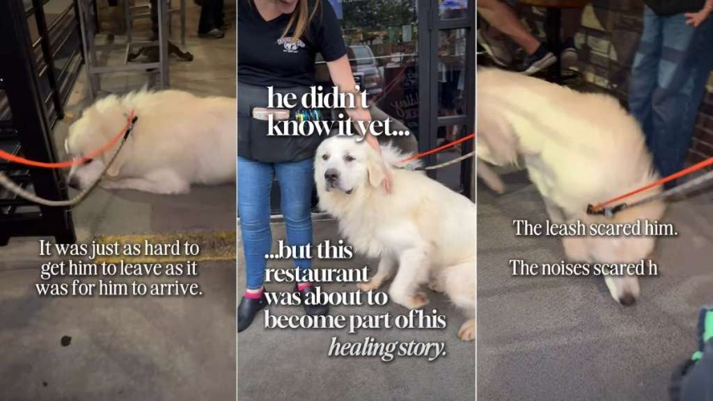 Foster Dog’s Healing Journey Becomes a Reality, All Thanks to a Restaurant