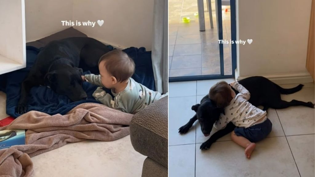 Dog & Little Boy Growing up Together Shows a Bond That Only Gets Better With Time