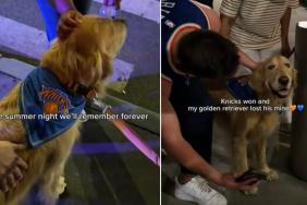 Golden Retriever Celebrates Knicks Win With a Rather Fun Outing