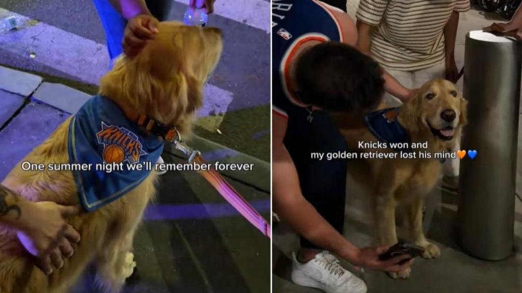 Golden Retriever Celebrates Knicks Win With a Rather Fun Outing