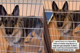 Bilingual Shelter Dog up for Adoption Has a Wink That Will Melt Your Heart