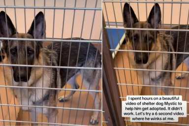 Bilingual Shelter Dog up for Adoption Has a Wink That Will Melt Your Heart