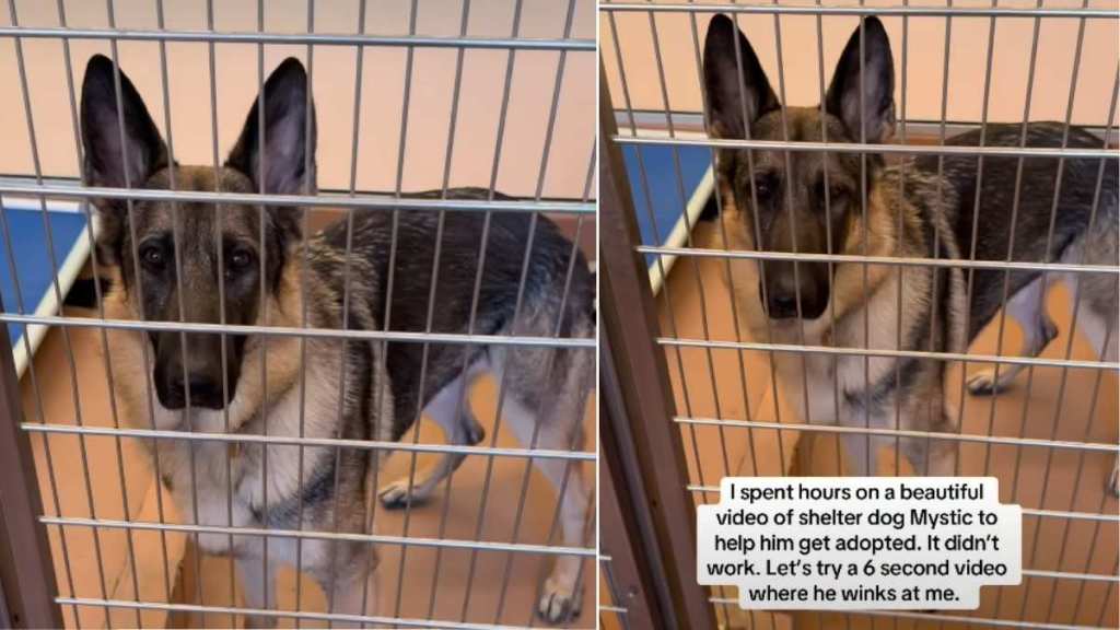 Bilingual Shelter Dog up for Adoption Has a Wink That Will Melt Your Heart