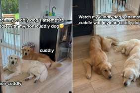 Golden Retriever Love for 'Non-Cuddly' Sibling Comes With a Catch