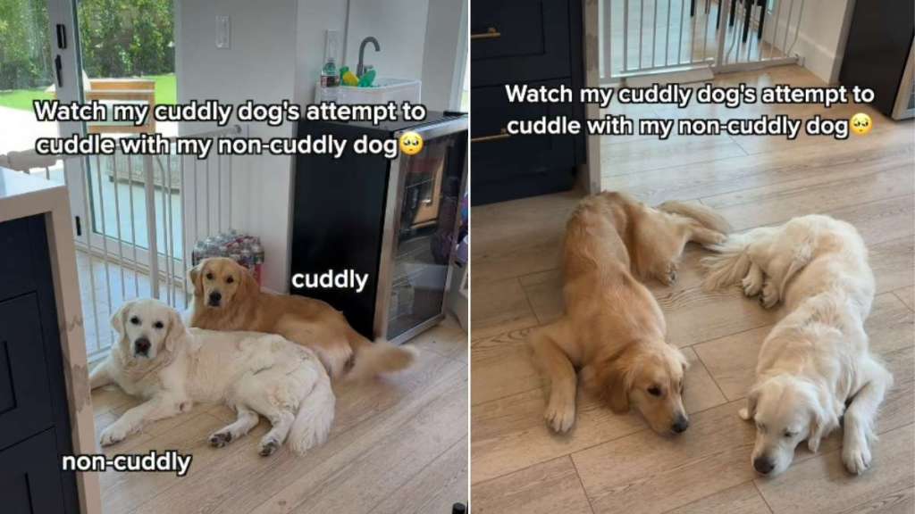 Golden Retriever Love for 'Non-Cuddly' Sibling Comes With a Catch