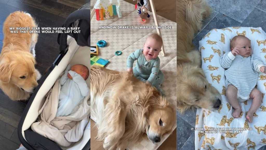 Golden Retriever’s Bond With Little Baby Turns Mom’s Worst Fear Into a Fairytale