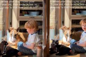 Dog Copies Boy in Petting Cat & Immediately Asks for Feedback
