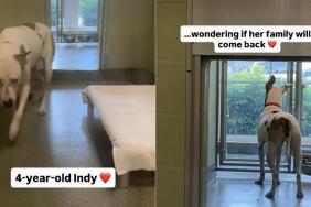 Surrendered Shelter Dog Runs to the Window To See if Her Family Will Return