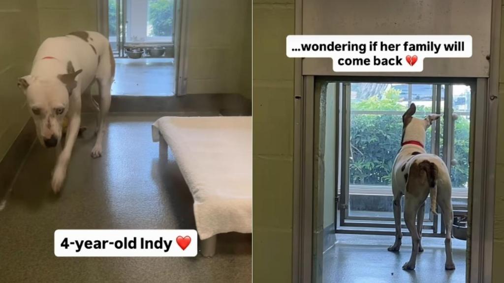 Surrendered Shelter Dog Runs to the Window To See if Her Family Will Return
