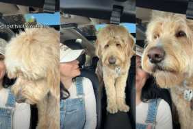 How Internet Helped a Dog Find His Lost Toy