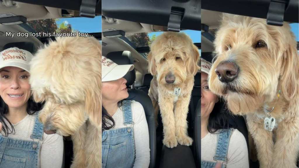 How Internet Helped a Dog Find His Lost Toy