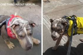 Foster Dog's One True Obsession Makes Him an Instant Internet Favorite