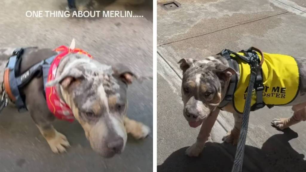 Foster Dog's One True Obsession Makes Him an Instant Internet Favorite