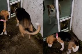 Senior Rescue Dog Helps Foster Puppy Overcome Fear & Mark Major Milestone