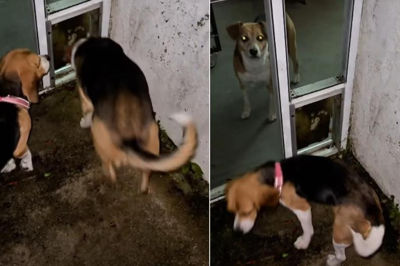 Senior Rescue Dog Helps Foster Puppy Overcome Fear & Mark Major Milestone