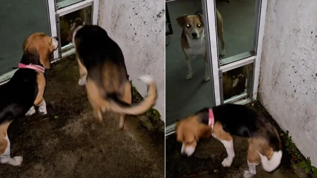 Senior Rescue Dog Helps Foster Puppy Overcome Fear & Mark Major Milestone