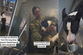 Shelter Dog Waiting for Nearly 300 Days Is Battling Against Time