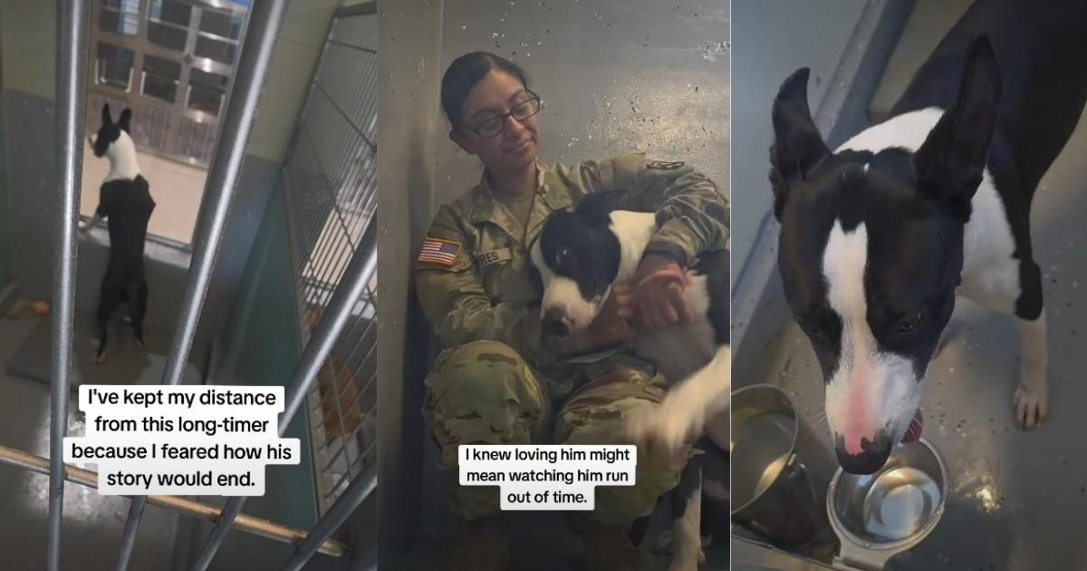 Shelter Dog Waiting for Nearly 300 Days Is Battling Against Time