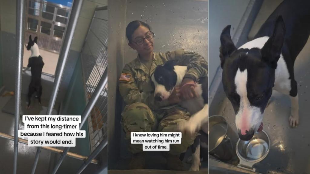 Shelter Dog Waiting for Nearly 300 Days Is Battling Against Time