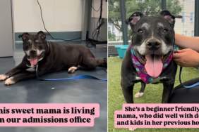 Mama Shelter Dog Now Takes Life at a Slower Pace, but Her Heart Is Still as Big as Ever