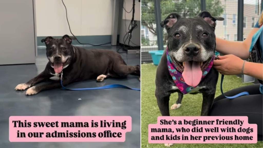 Mama Shelter Dog Now Takes Life at a Slower Pace, but Her Heart Is Still as Big as Ever