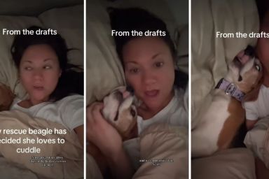 Rescue Dog Can Finally Find Peace After Cuddling With Owner